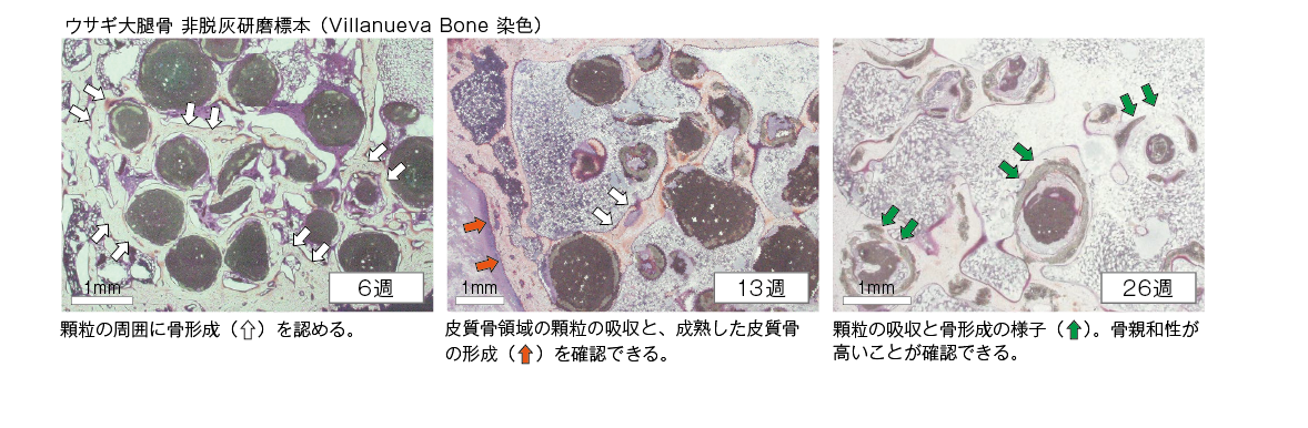ウサギ大腿骨組織画像